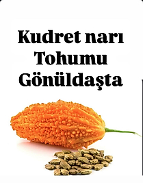 109Adet kudret Narı tohumu