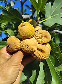1 kg Dal Kurusu İncir İRİ