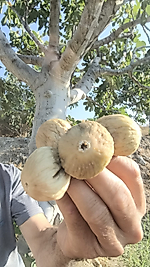 1 kg Dal Kurusu İncir orta boy